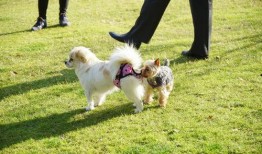 大狗最新爆料图片高清,高清图片揭秘神秘科技新品