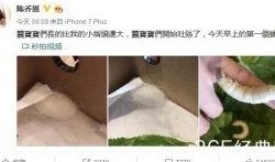 陈乔恩最新八卦爆料,揭秘明星私生活背后的惊人真相
