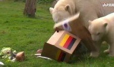 今日动物爆料最新消息,揭秘神秘生物新发现