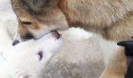 大狗最新爆料图片高清,高清图片揭秘神秘科技新品